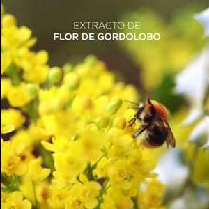 Extracto de flor de gordolobo