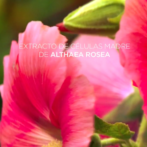 Mineral Genomic althaea rosea